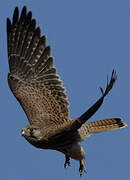 Common Kestrel