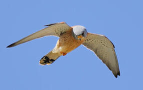 Lesser Kestrel