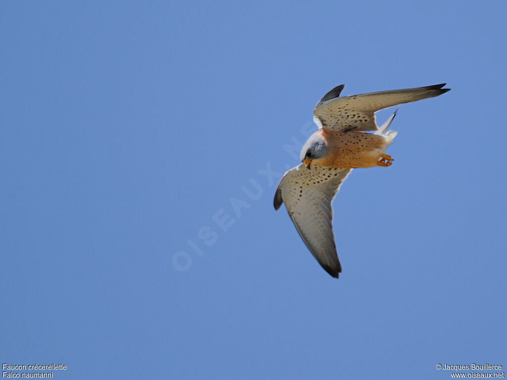 Lesser Kestrel male adult