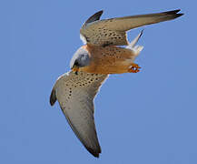 Lesser Kestrel