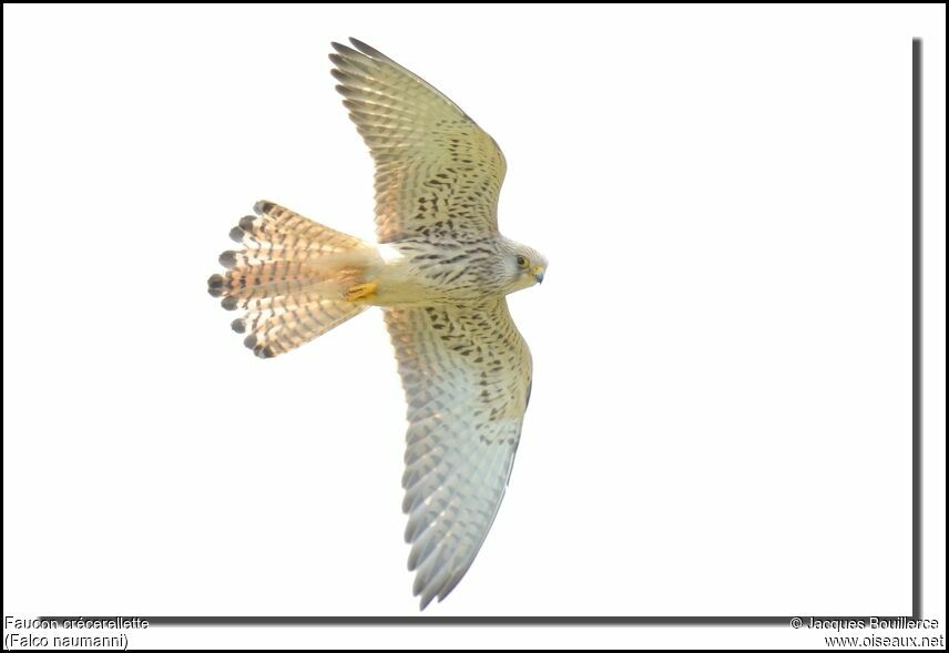 Lesser Kestrel female adult