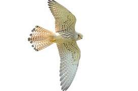 Lesser Kestrel