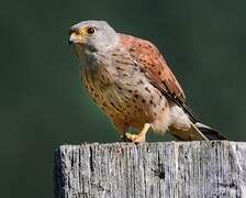 Lesser Kestrel