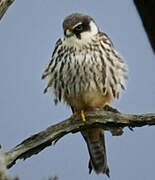 Eurasian Hobby