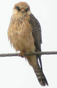 Red-footed Falcon