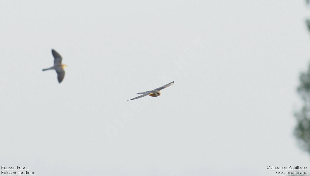 Red-footed Falcon