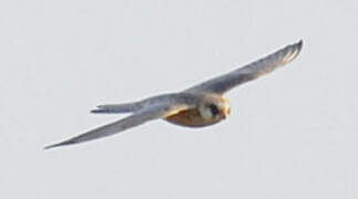 Red-footed Falcon