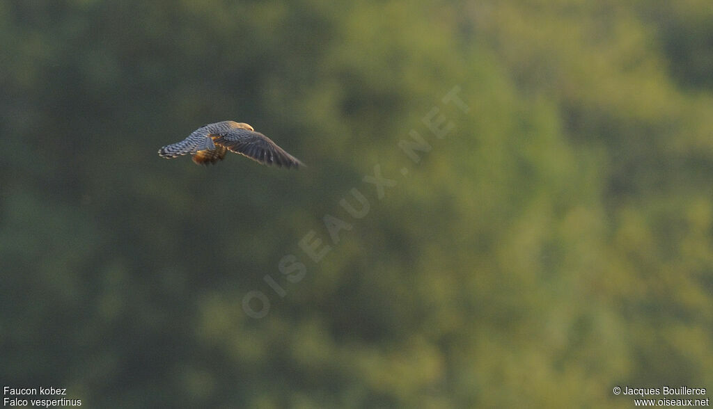 Red-footed Falcon