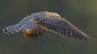 Red-footed Falcon