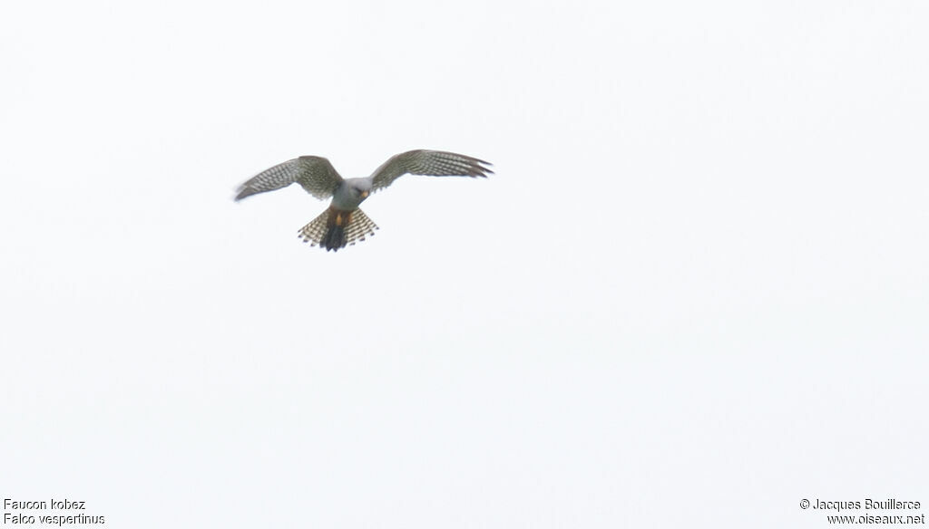 Red-footed Falcon male