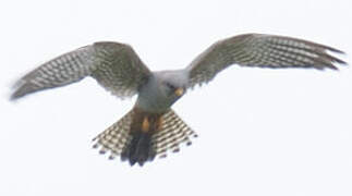 Red-footed Falcon