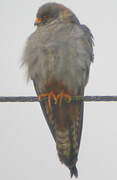 Red-footed Falcon