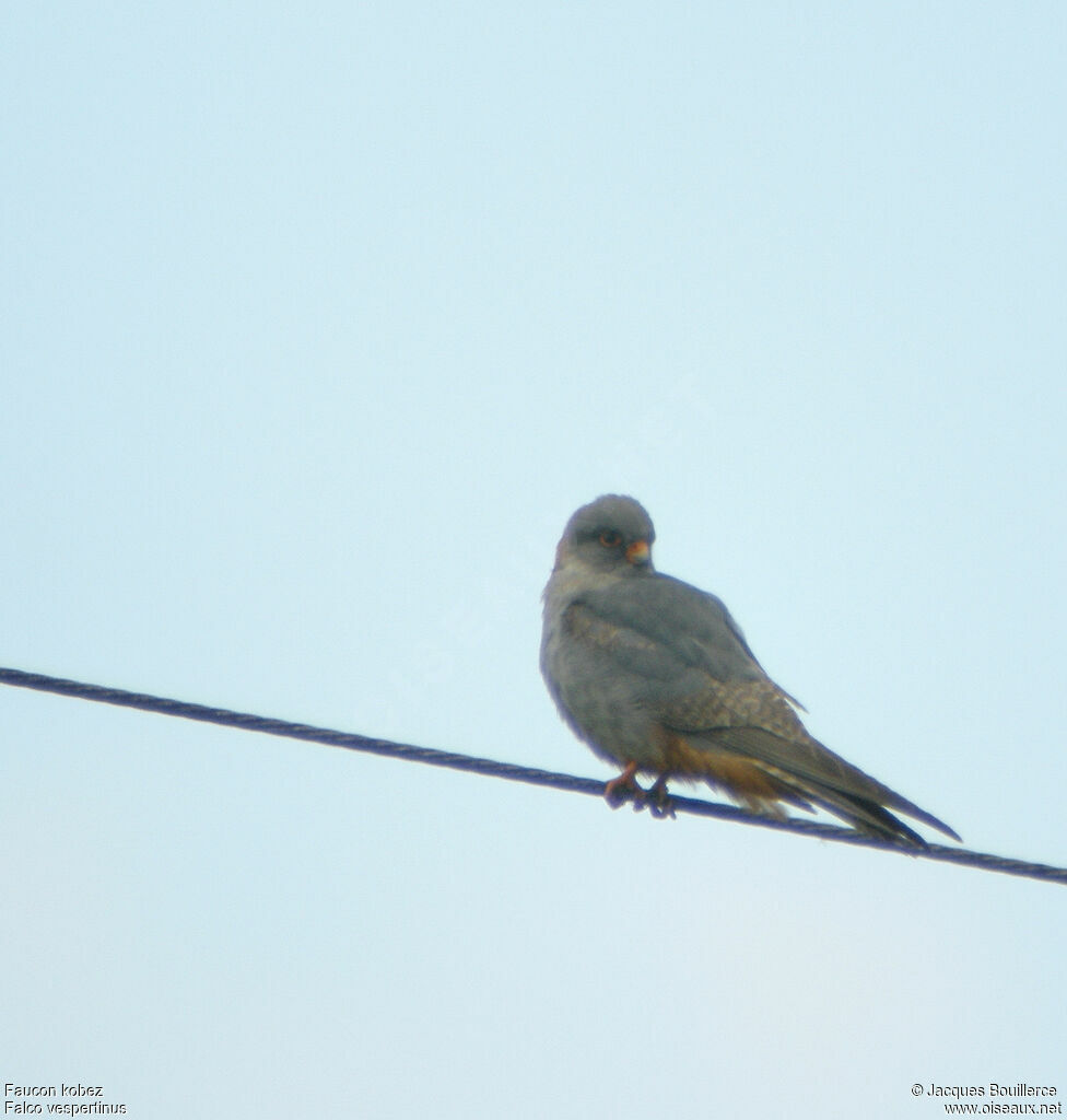 Red-footed Falconimmature