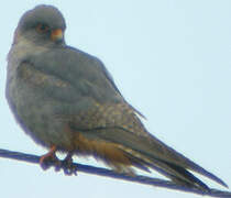 Red-footed Falcon