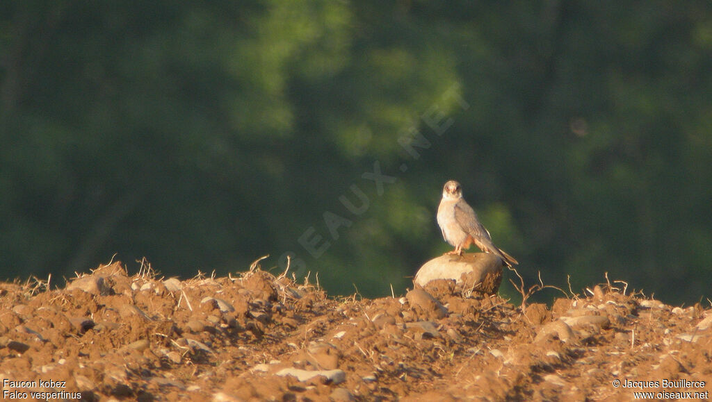 Red-footed Falcon male immature