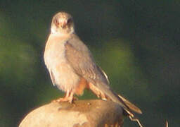 Red-footed Falcon