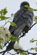 Red-footed Falcon