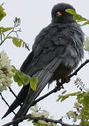 Red-footed Falcon