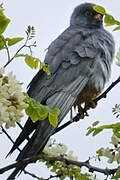 Red-footed Falcon