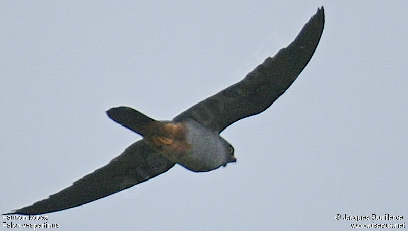 Red-footed Falcon male adult