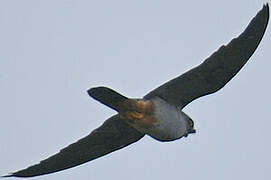 Red-footed Falcon