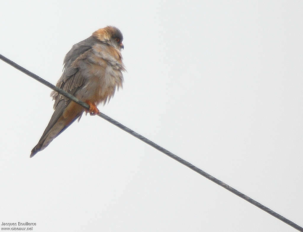 Red-footed Falcon male Second year, identification