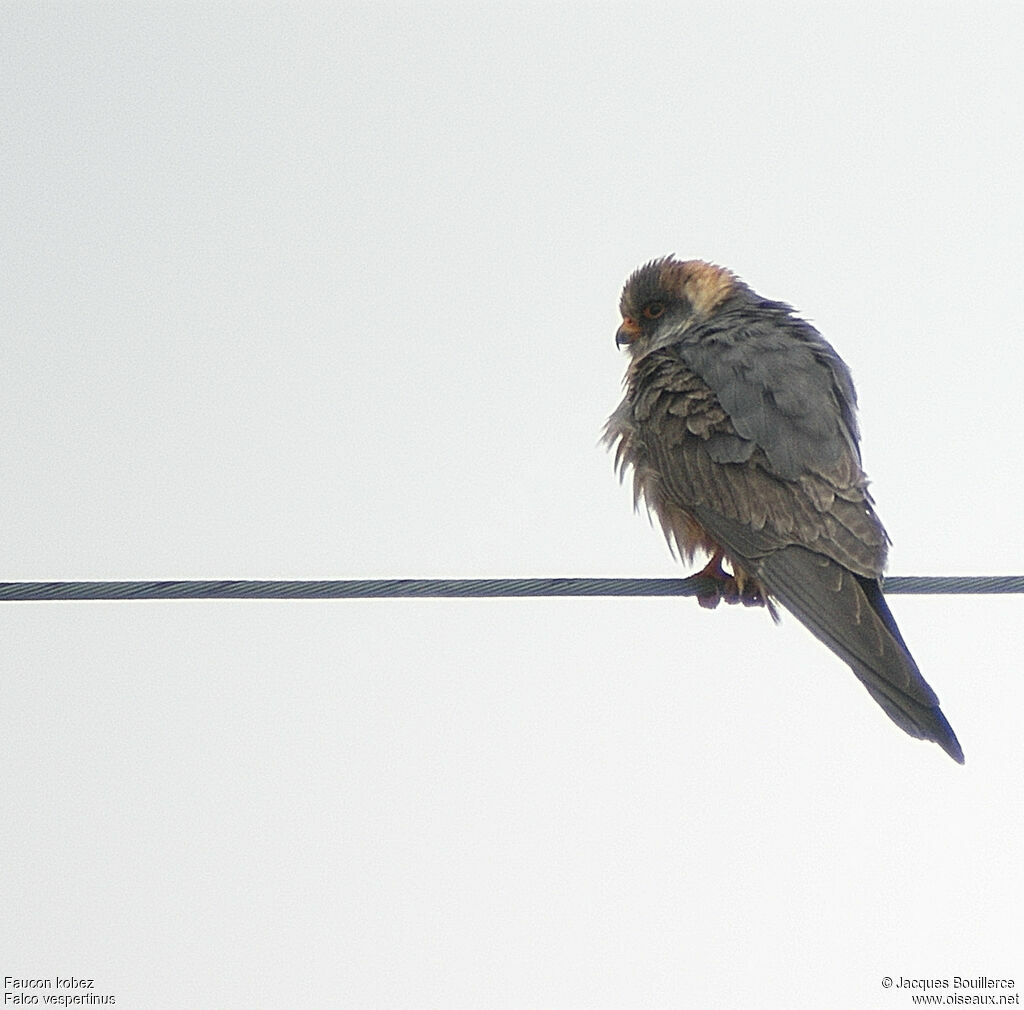 Red-footed Falcon male juvenile