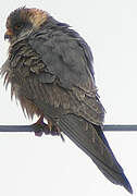 Red-footed Falcon