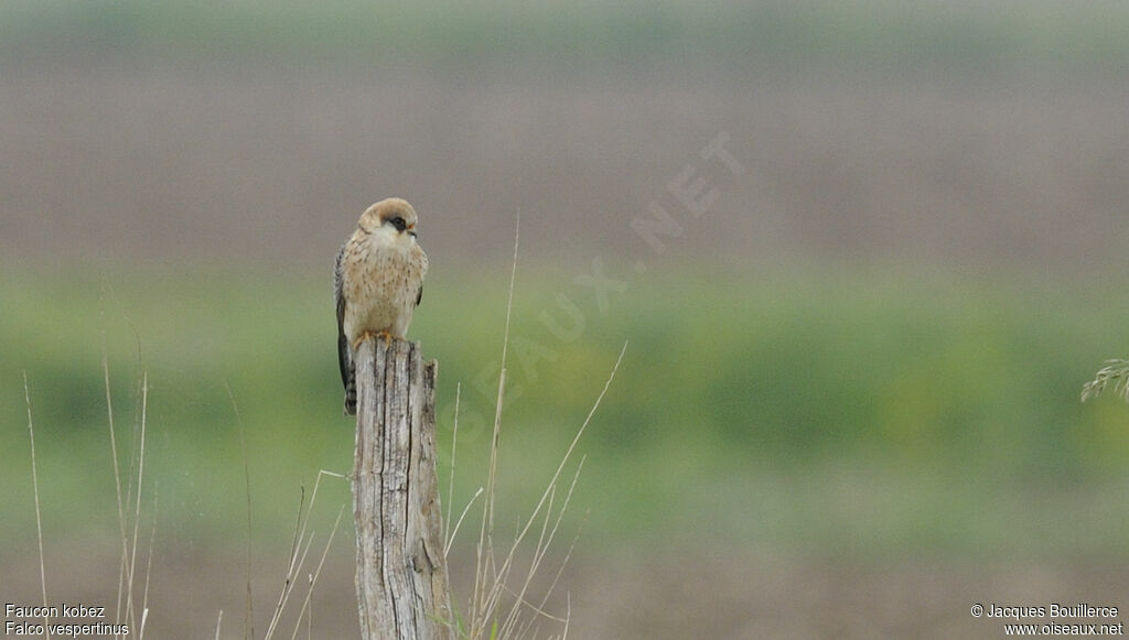 Red-footed Falcon female adult