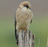 Red-footed Falcon