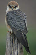 Red-footed Falcon