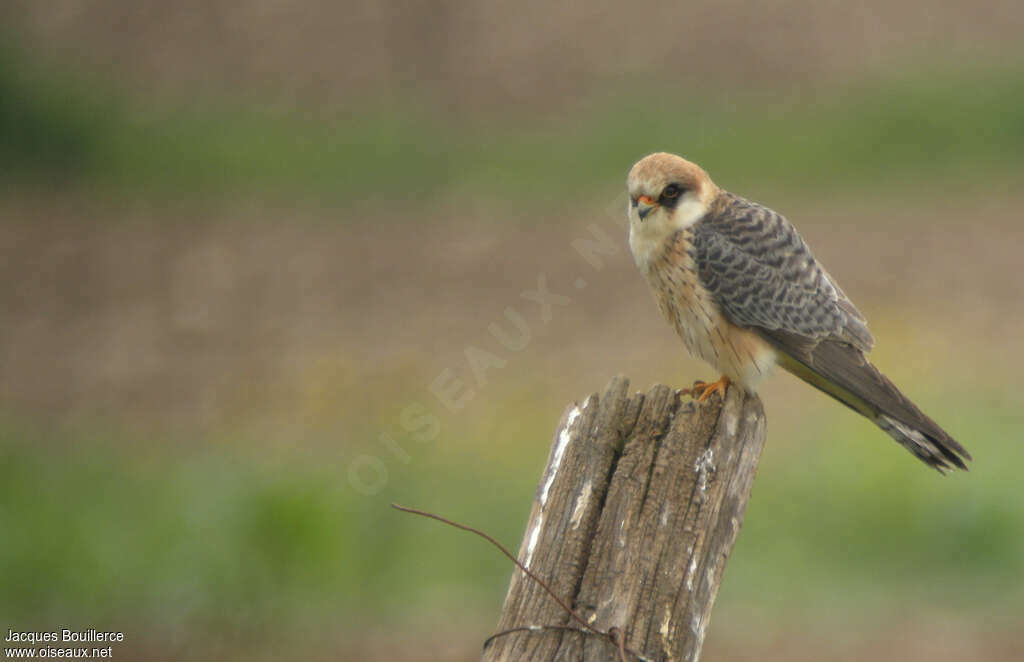 Red-footed Falcon female