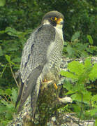 Peregrine Falcon