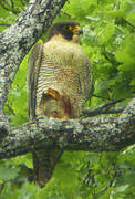 Peregrine Falcon