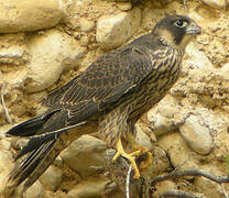 Peregrine Falcon