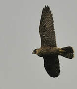 Peregrine Falcon