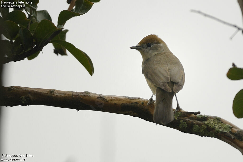 Eurasian Blackcap female