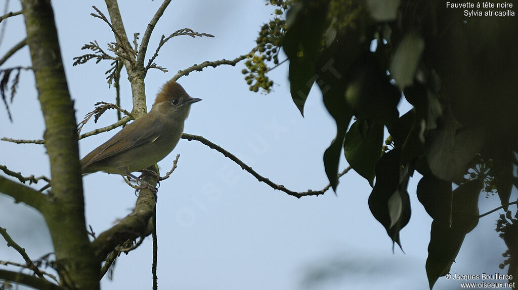 Eurasian Blackcap female