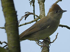 Eurasian Blackcap