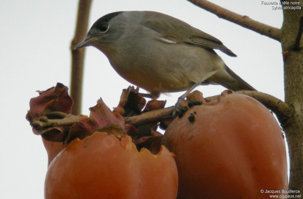 Eurasian Blackcap male