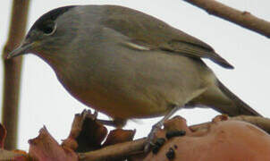 Eurasian Blackcap