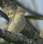 Garden Warbler