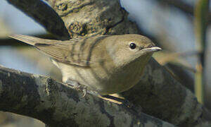 Garden Warbler