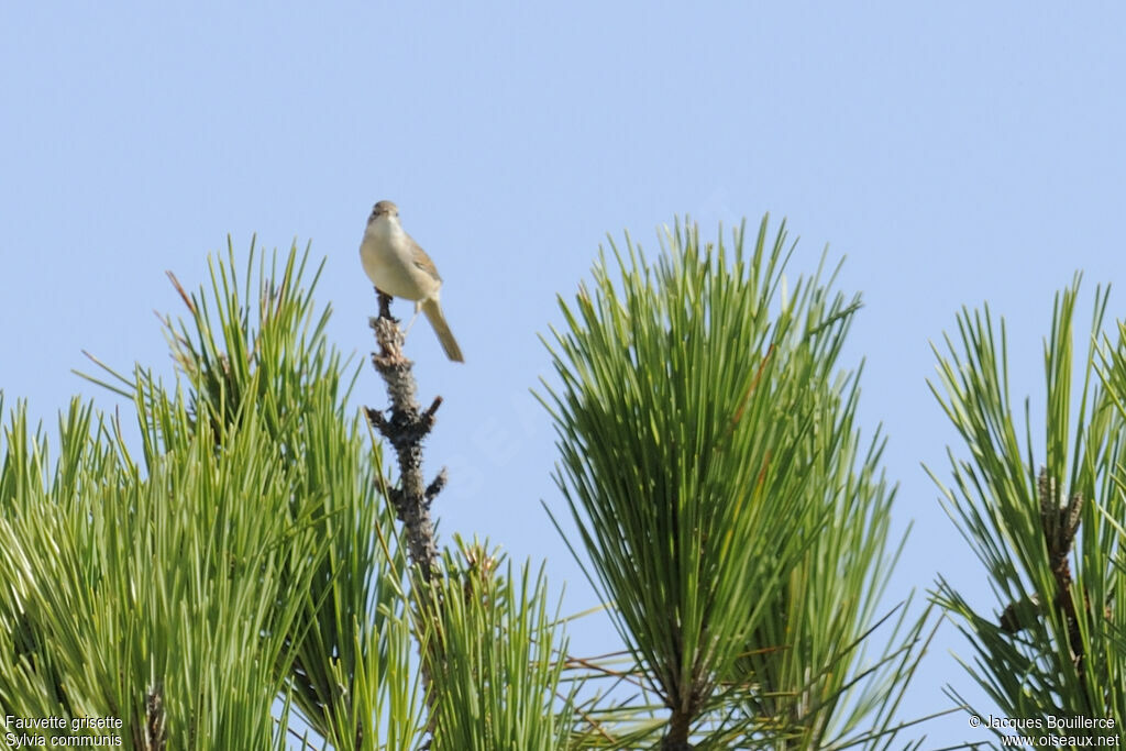 Common Whitethroatadult