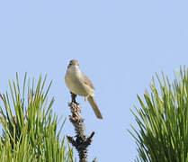 Common Whitethroat