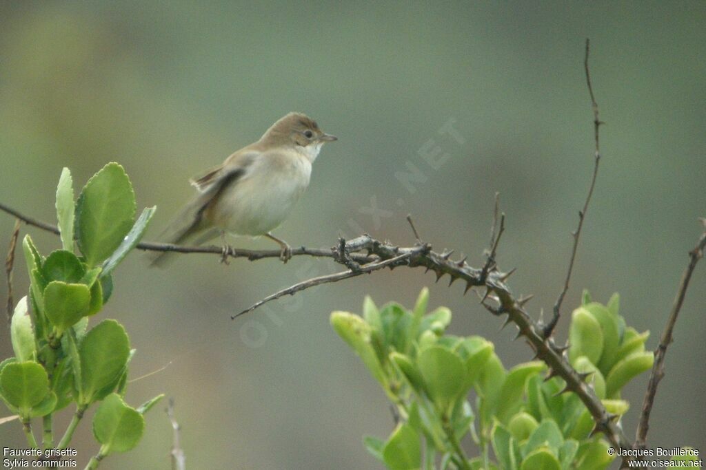 Fauvette grisette