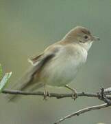 Common Whitethroat