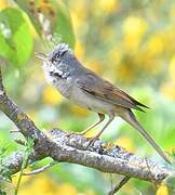 Common Whitethroat