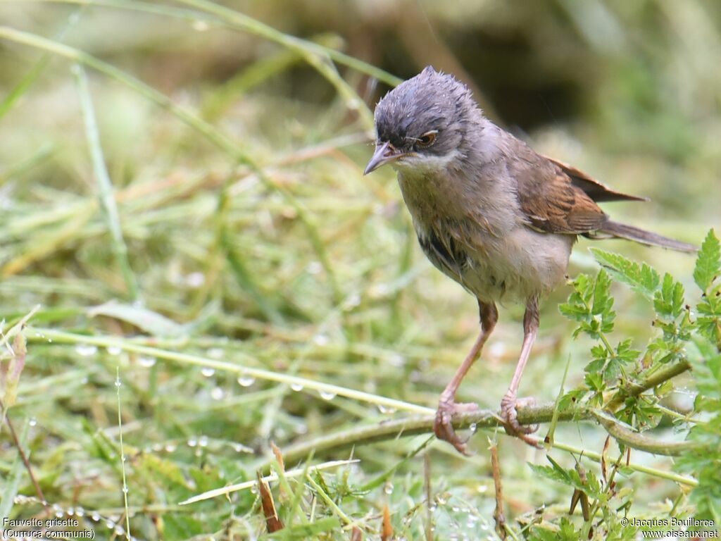 Common Whitethroat