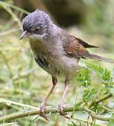 Common Whitethroat